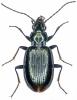 Bembidion tibiale